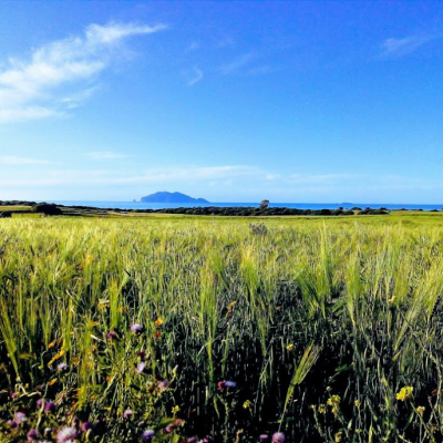 Terrain : 1Hectare Oliveraie proximité de la plage au Cap Bon, Coté Nord Vue Zembra
