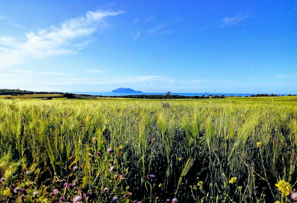 Terrain : 1Hectare Oliveraie proximité de la plage au Cap Bon, Coté Nord Vue Zembra