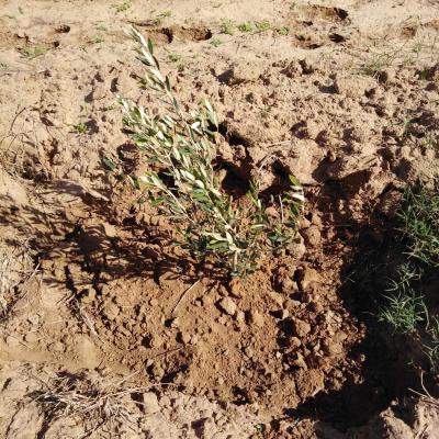 Terrain : 1Hectare Oliveraie proximité de la plage au Cap Bon, Coté Nord Vue Zembra