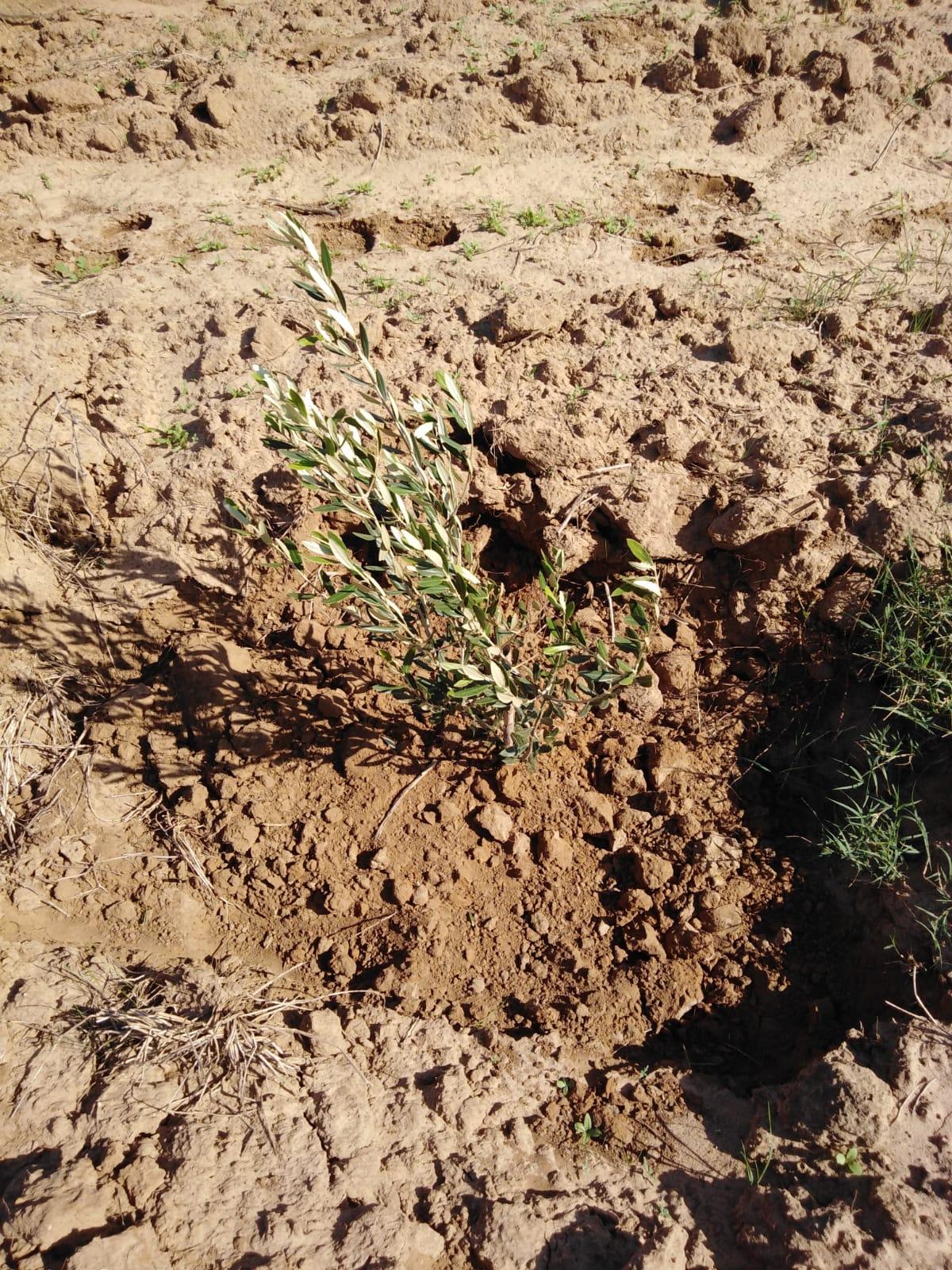 Terrain : 1Hectare Oliveraie proximité de la plage au Cap Bon, Coté Nord Vue Zembra